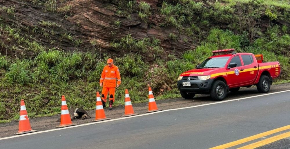 Bombeiros resgatam tamanduá-bandeira ferido às margens da BR-262