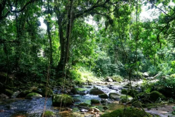Projeto de lei busca proteger Mata Atlântica e nascentes com reserva biológica em Itabira