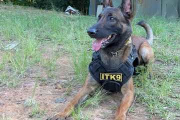 BH sanciona lei que autoriza doação de tecidos humanos para treinamento de cães de busca e resgate