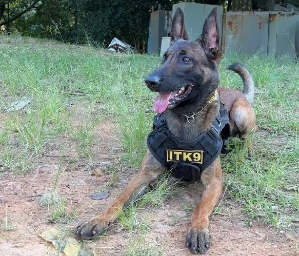 BH sanciona lei que autoriza doação de tecidos humanos para treinamento de cães de busca e resgate