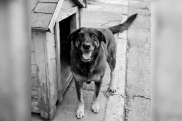 Polícia quer apreender passaporte de envolvido na morte do cão Orelha