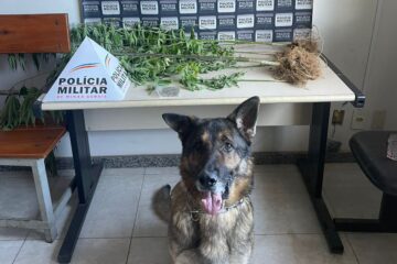Polícia apreende pés de maconha e moto furtada, na zona rural de Manhuaçu