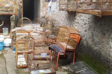 Polícia apreende 17 aves silvestres mantidas em cativeiro irregular em Belo Horizonte