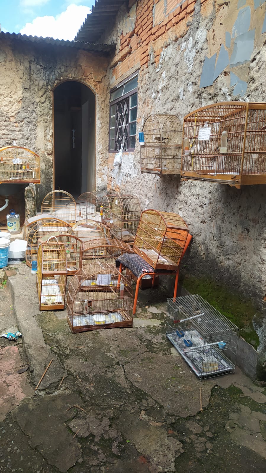 Polícia apreende 17 aves silvestres mantidas em cativeiro irregular em Belo Horizonte