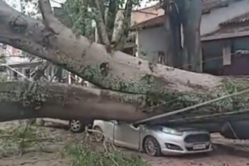 Árvore de grande porte cai e atinge veículos em frente ao cemitério de Santa Bárbara