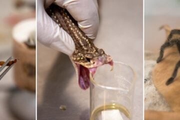 Minas Gerais reforça prevenção e atendimento a acidentes com animais peçonhentos