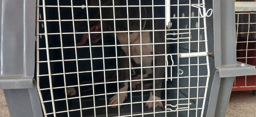 Cachorro da raça pitbull ataca criança de três anos em Manhuaçu