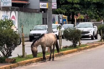 Itabira reforça fiscalização contra animais de grande porte soltos em vias públicas