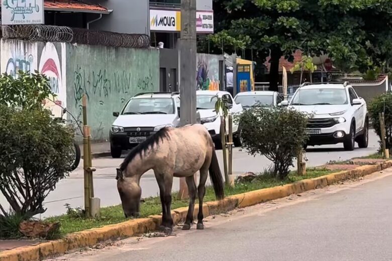 Itabira reforça fiscalização contra animais de grande porte soltos em vias públicas