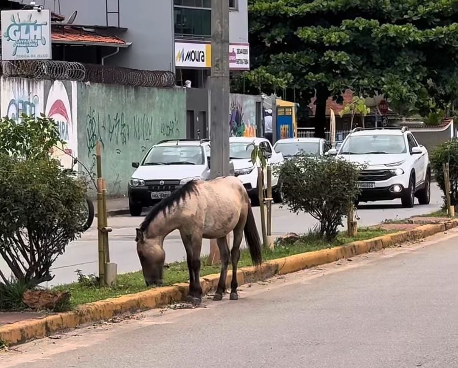 Itabira reforça fiscalização contra animais de grande porte soltos em vias públicas