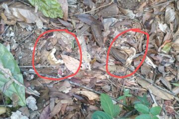 Ossada humana é encontrada em área rural de Ferros