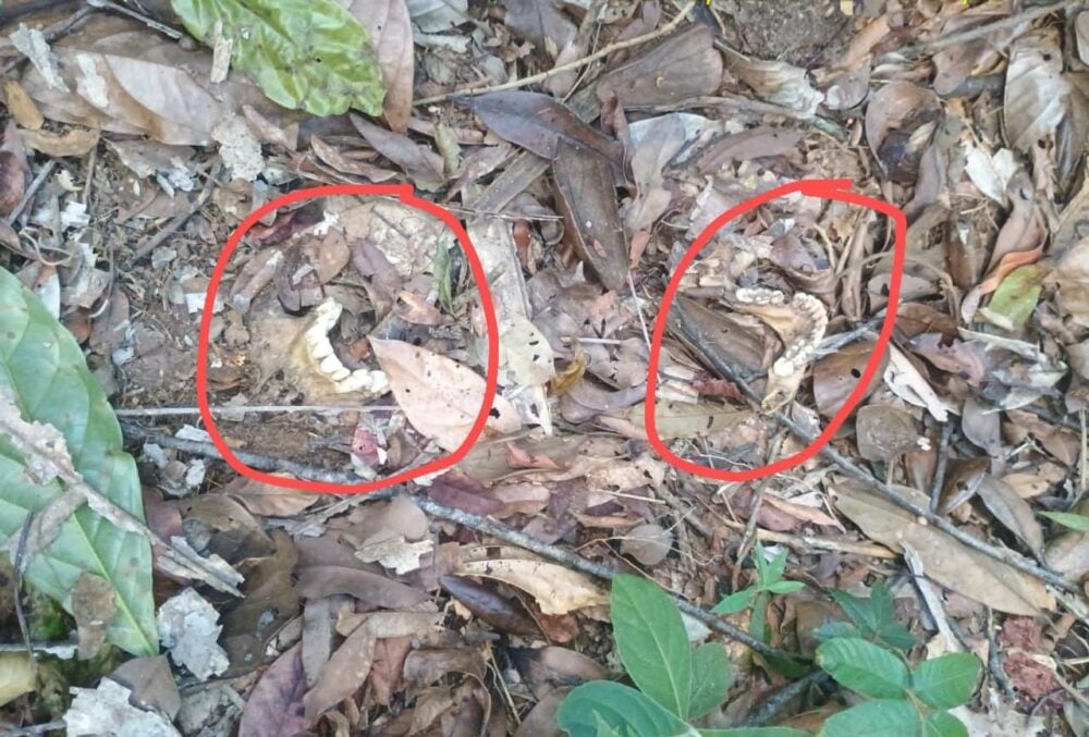 Ossada humana é encontrada em área rural de Ferros