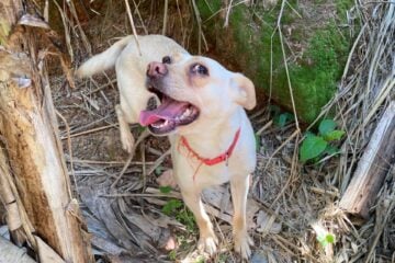 Itabirana procura por Deisy, cadela adotada que desapareceu após barulho de fogos no Bethânia