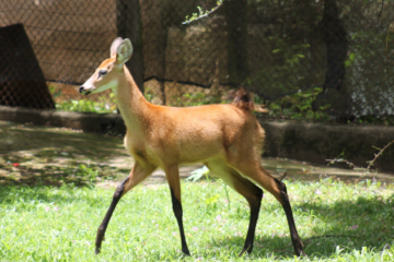 Zoológico de BH registra ao menos 14 nascimentos de animais em 2025, incluindo espécies ameaçadas