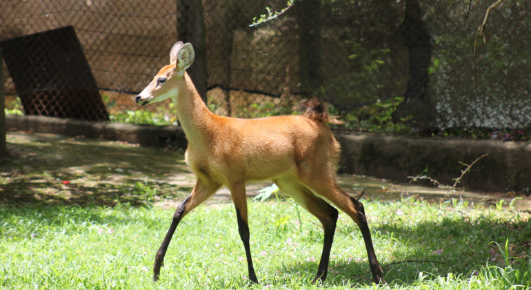 Zoológico de BH registra ao menos 14 nascimentos de animais em 2025, incluindo espécies ameaçadas