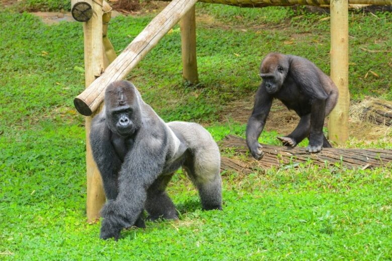 Zoológico de Belo Horizonte completa 67 anos com atividades educativas neste domingo
