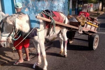Lei que proíbe circulação de carroças em BH entra em vigor nesta quinta-feira, mas multas estão suspensas