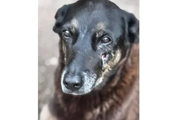 Morte do cão comunitário Orelha gera comoção e é investigada pela polícia em SC