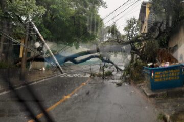 Queda de árvore durante chuva derruba três postes no bairro Juliana, em BH