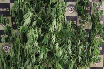 Polícia apreende pés de maconha, em João Monlevade