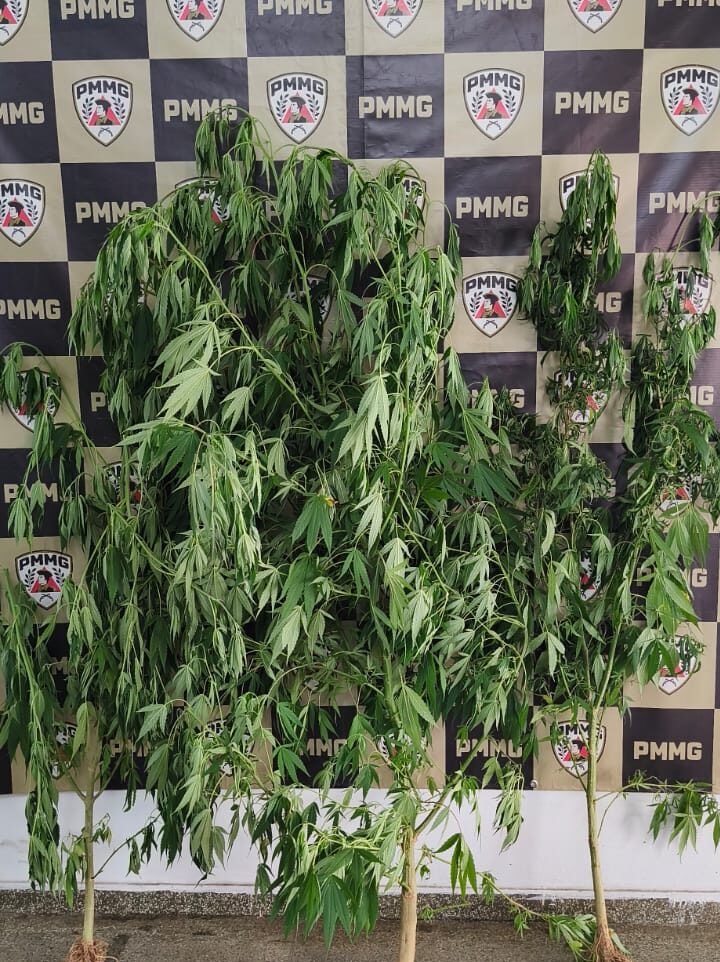 Polícia apreende pés de maconha, em João Monlevade