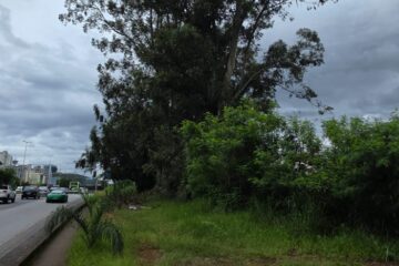 Retirada de eucaliptos vai provocar interdições temporárias na MGC-356
