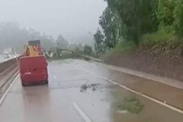 Árvore cai na BR-381 após chuvas e interdita parcialmente pista entre Caeté e Nova União