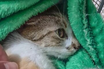 Mulher é presa após arremessar gata do 12º andar de prédio; animal sobrevive em estado grave