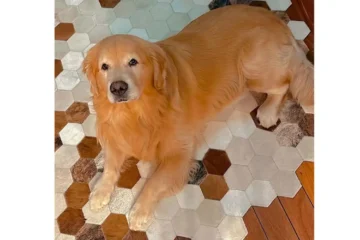 Senado aprova Lei Joca e pode acabar com viagens de pets em compartimento de cargas em aeronaves