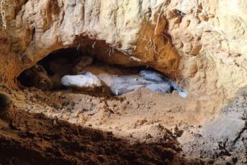 Cadela prenha é resgatada após ficar soterrada por barranco em Ribeirão das Neves