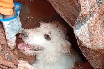 Cão “Pumba” é encontrado com vida sob escombros em Juiz de Fora e resgate comove moradores