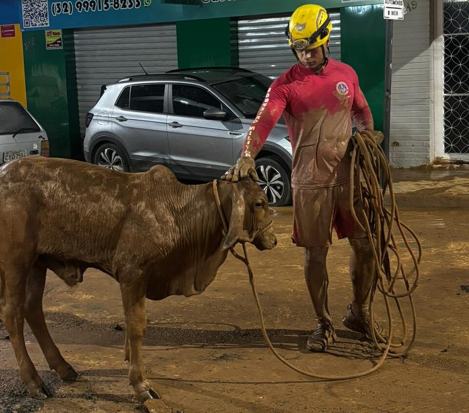 Chuvas na Zona da Mata: bombeiros resgatam bezerro ilhado em área alagada em Ubá; assista ao vídeo