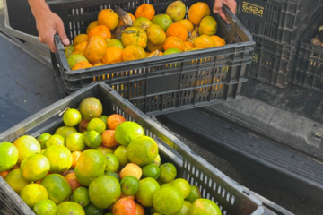 Conheça o Banco de Alimentos de BH e veja como instituições podem receber doações