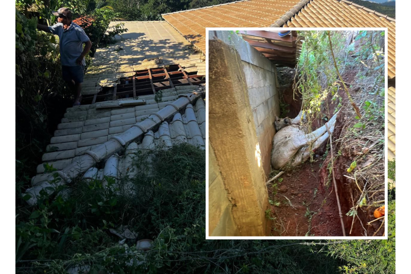 Boi sobe em telhado, estrutura cede e animal é resgatado pelos bombeiros em São Gonçalo