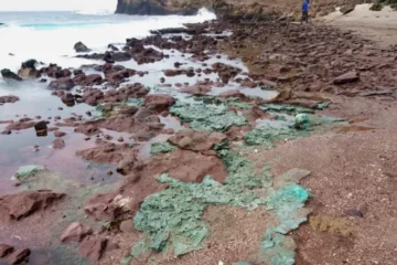 Na Ilha de Trindade, rochas de plástico chegam a ninhos de tartarugas