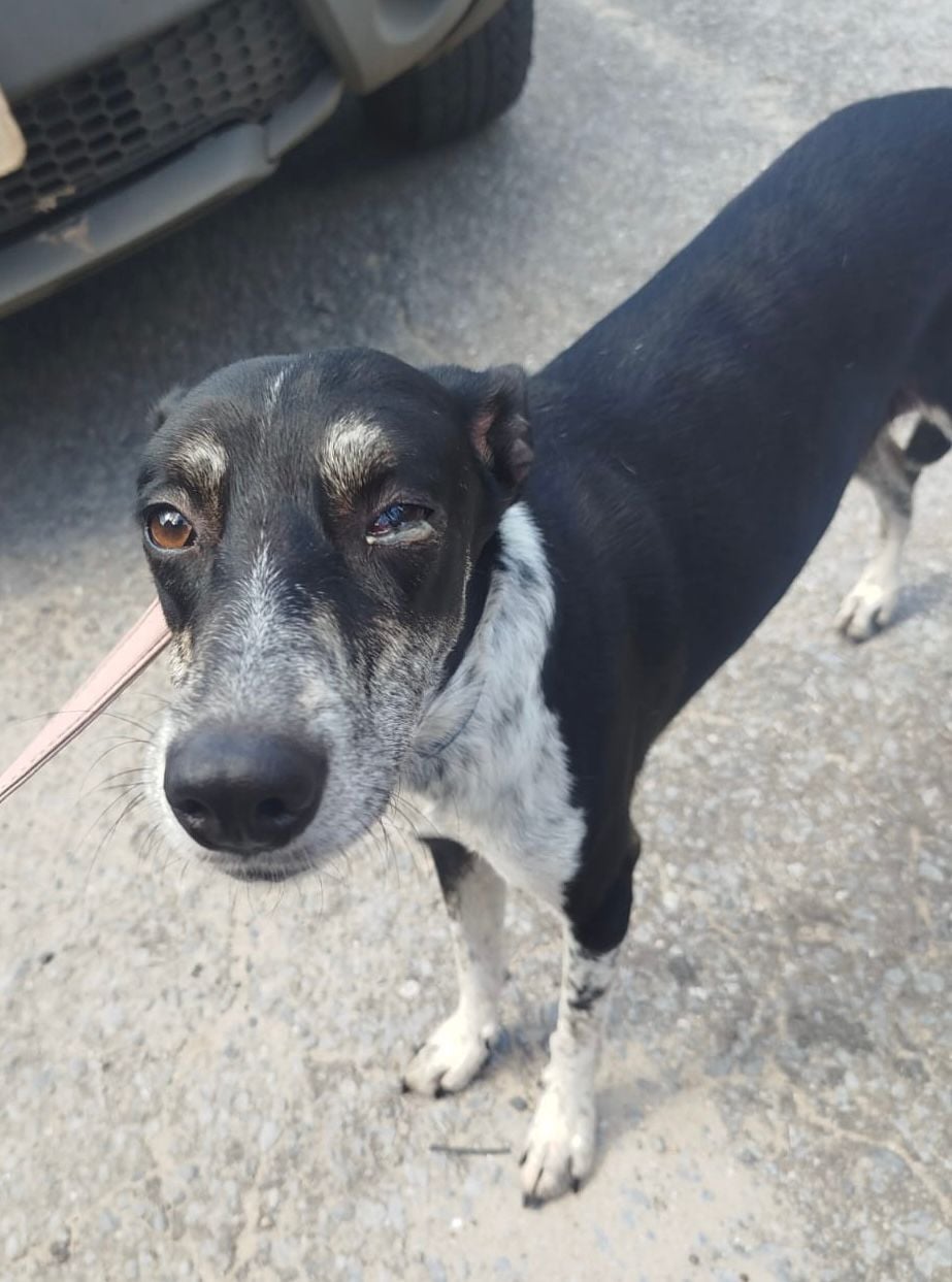 Mulher é presa em Betim por maus-tratos e três cães são resgatados após denúncia nas redes sociais