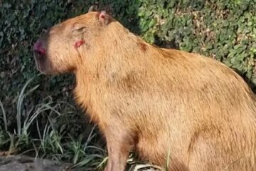 Agressores de capivara tem prisão convertida em preventiva, no Rio de Janeiro