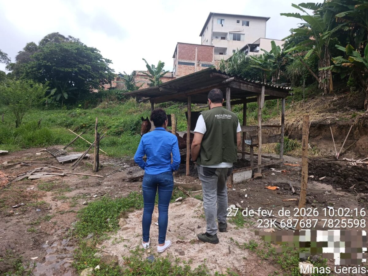 Confusão durante resgate de cavalo termina com três conduzidos à delegacia por maus-tratos, desacato e resistência em Itabira
