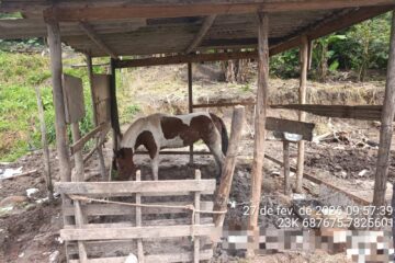 Utilidade pública: saiba como denunciar maus-tratos a animais em Itabira