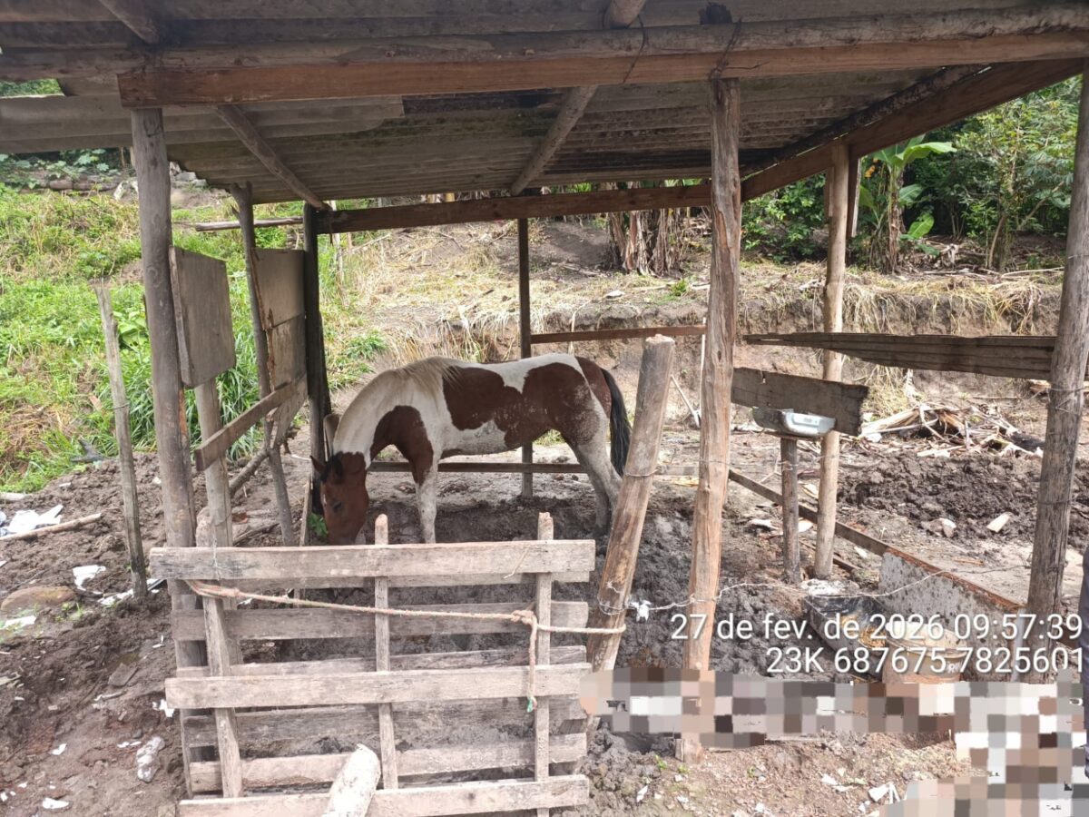 Utilidade pública: saiba como denunciar maus-tratos a animais em Itabira