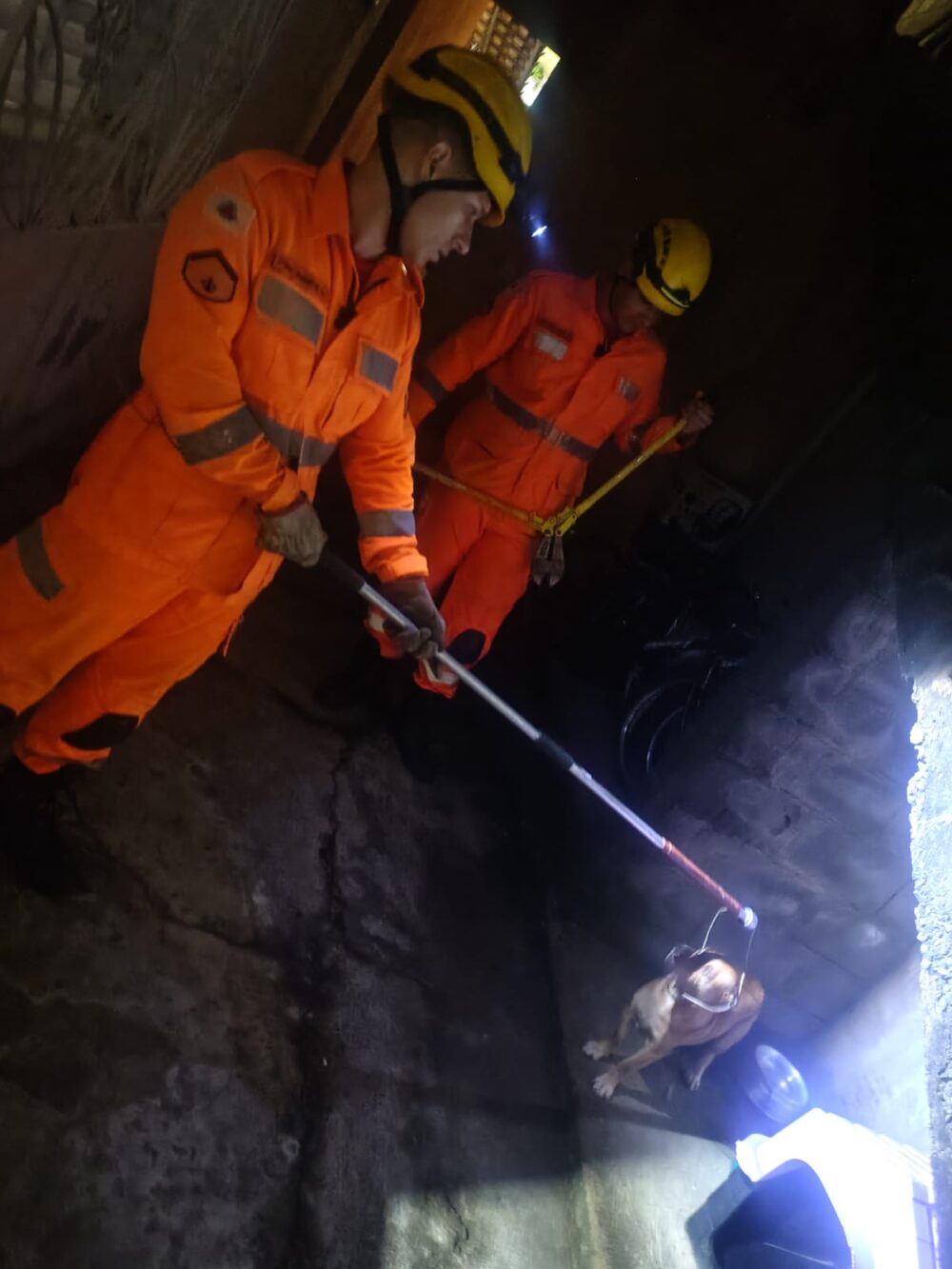 Bombeiros resgatam cadela presa em corrente durante a madrugada em João Monlevade