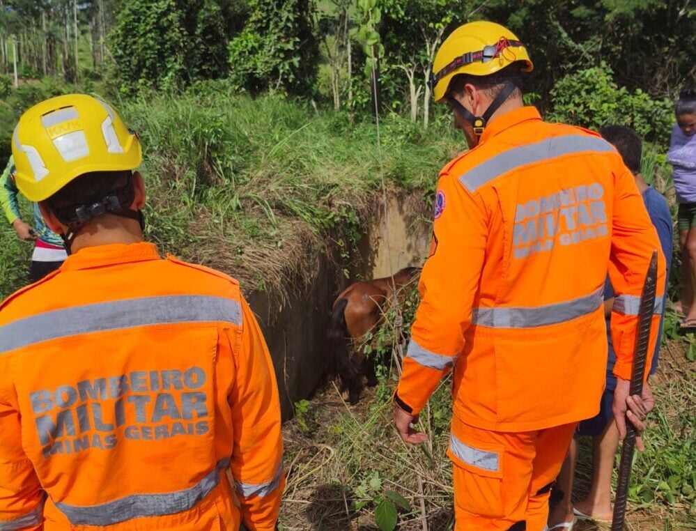 Bombeiros resgatam cavalo que caiu em bacia de contenção de água em Itabira