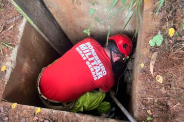 Bombeiros resgatam capivaras presas em estação de tratamento de esgoto em Itabira