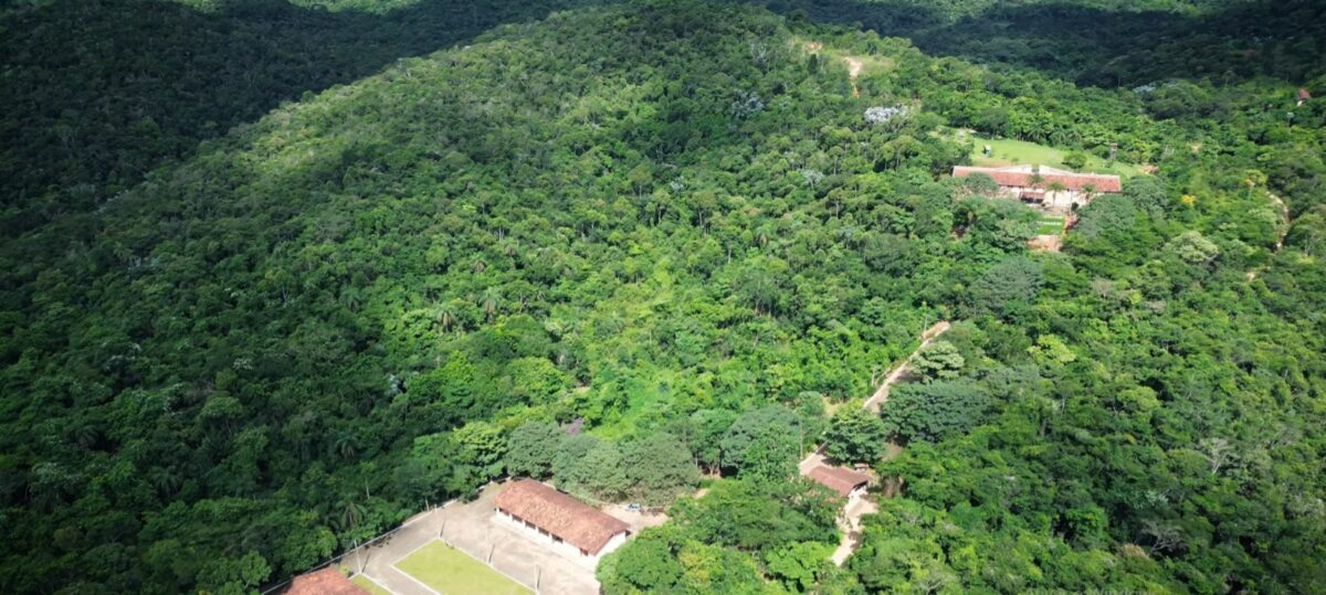 De quase carvão a patrimônio natural: a história do Parque Estadual Mata do Limoeiro