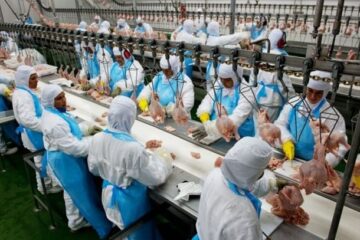 Agroaves abre 25 vagas de emprego para auxiliar de produção em Itabira; saiba como se inscrever