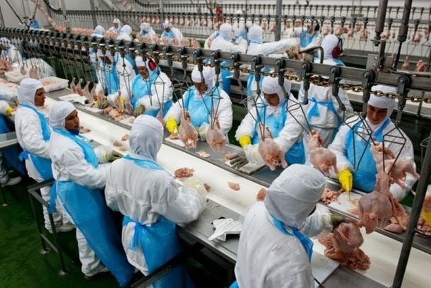 Agroaves abre 25 vagas de emprego para auxiliar de produção em Itabira; saiba como se inscrever