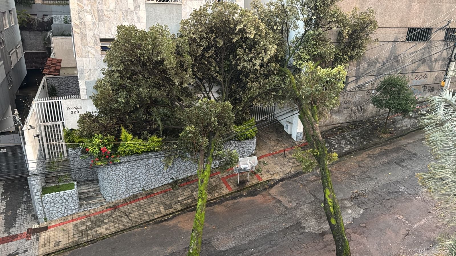 Impacto das chuvas: Bombeiros registram 168 ocorrências com quedas de árvores em BH e na Região Metropolitana
