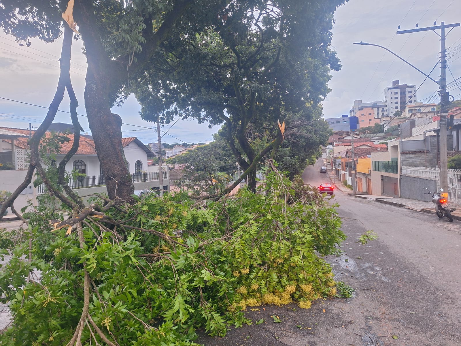 Chuvas provocam quedas de árvores e interdições em vias de Itabira