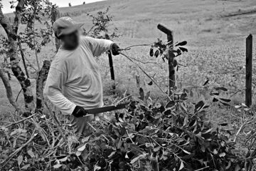 Audiência expõe denúncias de trabalho escravo no Sul de Minas
