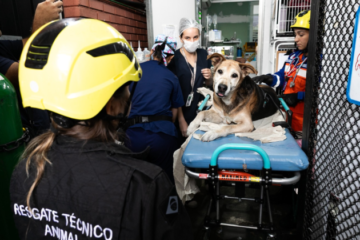 BH terá UPA para animais no segundo semestre e nova unidade veterinária até maio